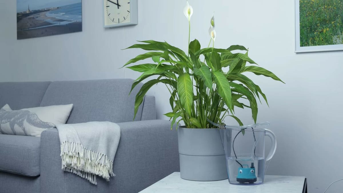 Your plants will be cared for even if you are away