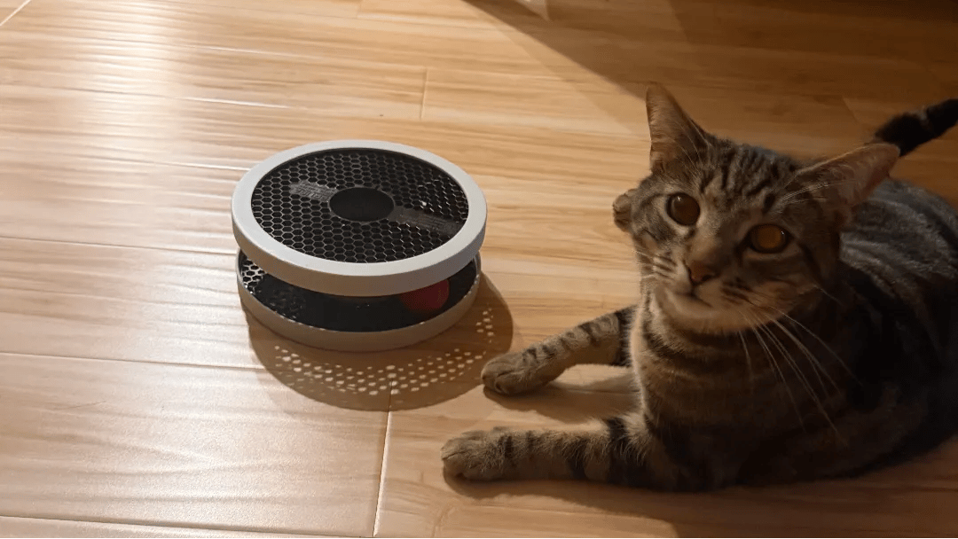 Image of: Cat Toys