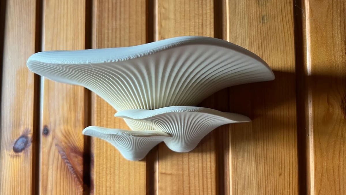 The curves of nature supporting your decoration