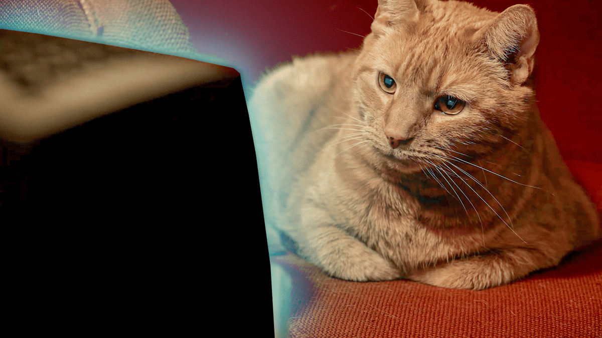 Image of Cool Raspberry Pi Projects: Cat TV
