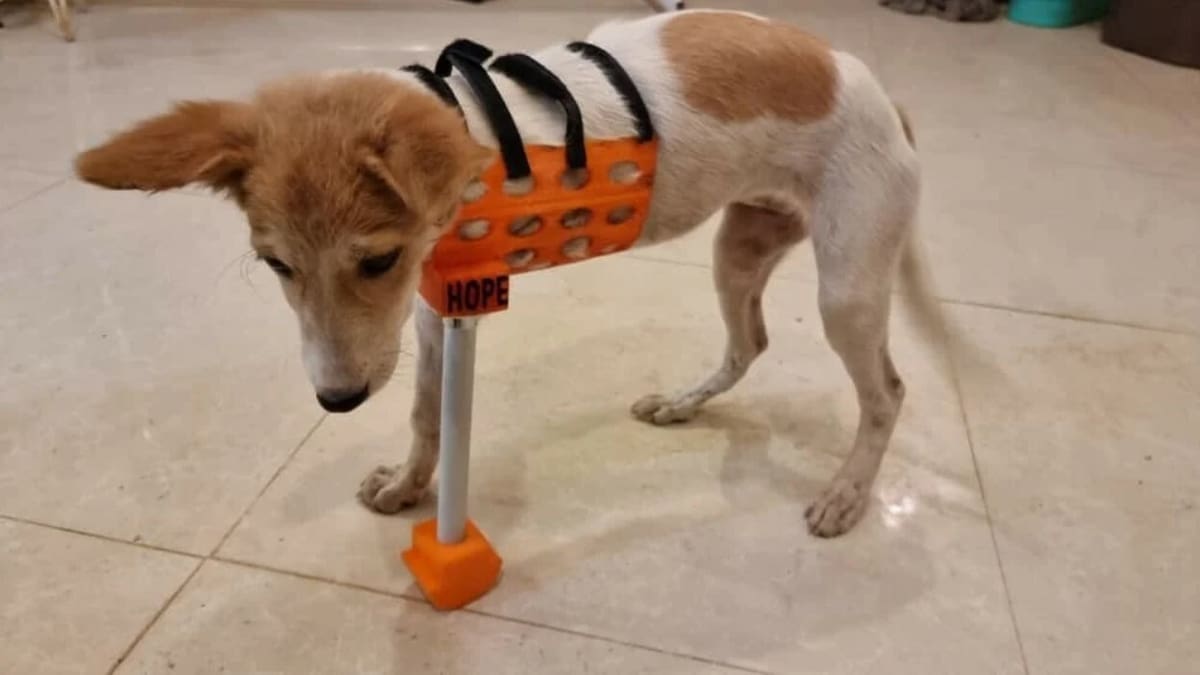 The full limb prosthetics can help the pet stabilize and relieve strain in the remaining legs