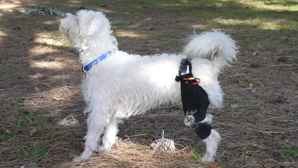 The robotic leg brace was a brilliant concept that brought comfort to Scraps' life