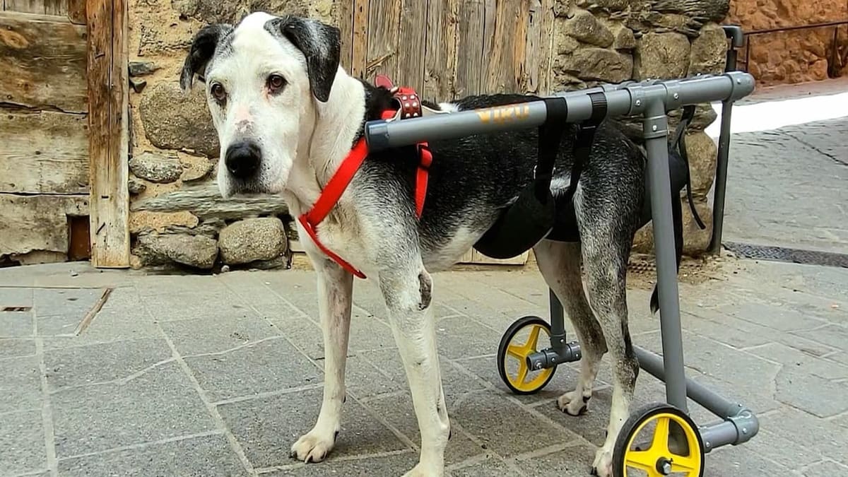 This stroller is designed to help dogs with weak rear legs