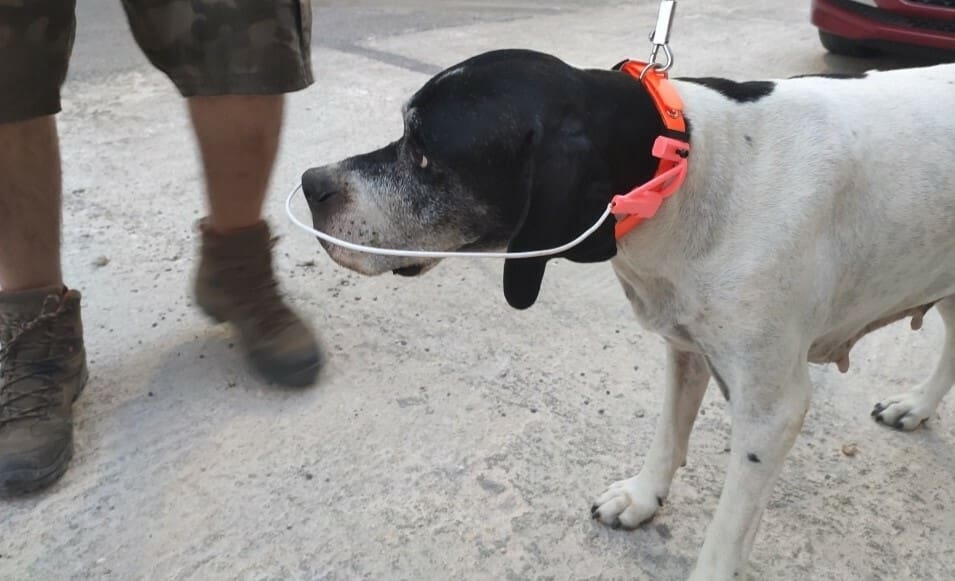This innovative project can help blind dogs