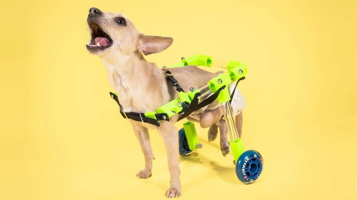 Dog wheelchairs are designed to provide relief and comfort