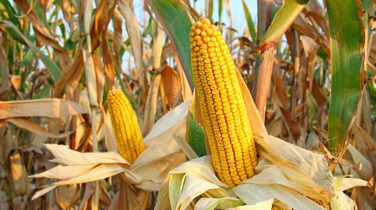 Most PLA is derived from corn starch