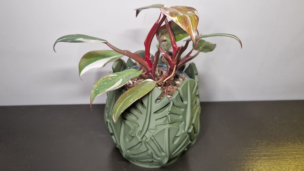 Image of: 13. Monstera