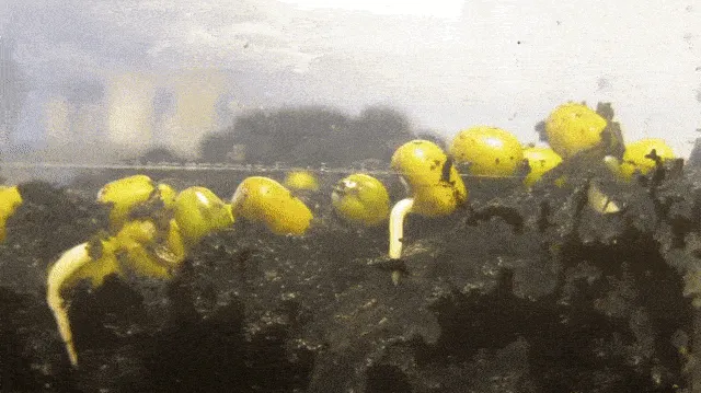 Image of: 6. Time-Lapse Camera