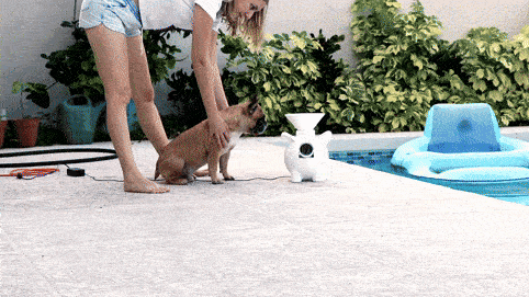 Image of: 29. Automatic Dog Ball Launcher